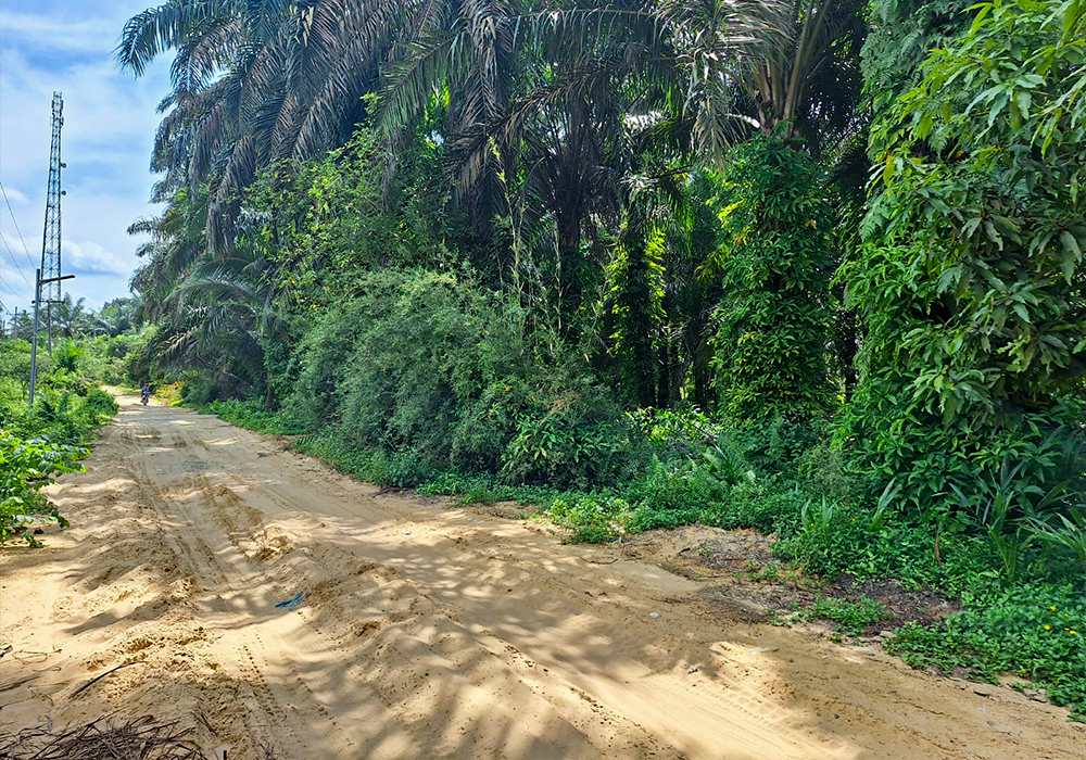 TANAH DI KAB. LABUHAN BATU SELATAN - WOFF748-4 - foto utama